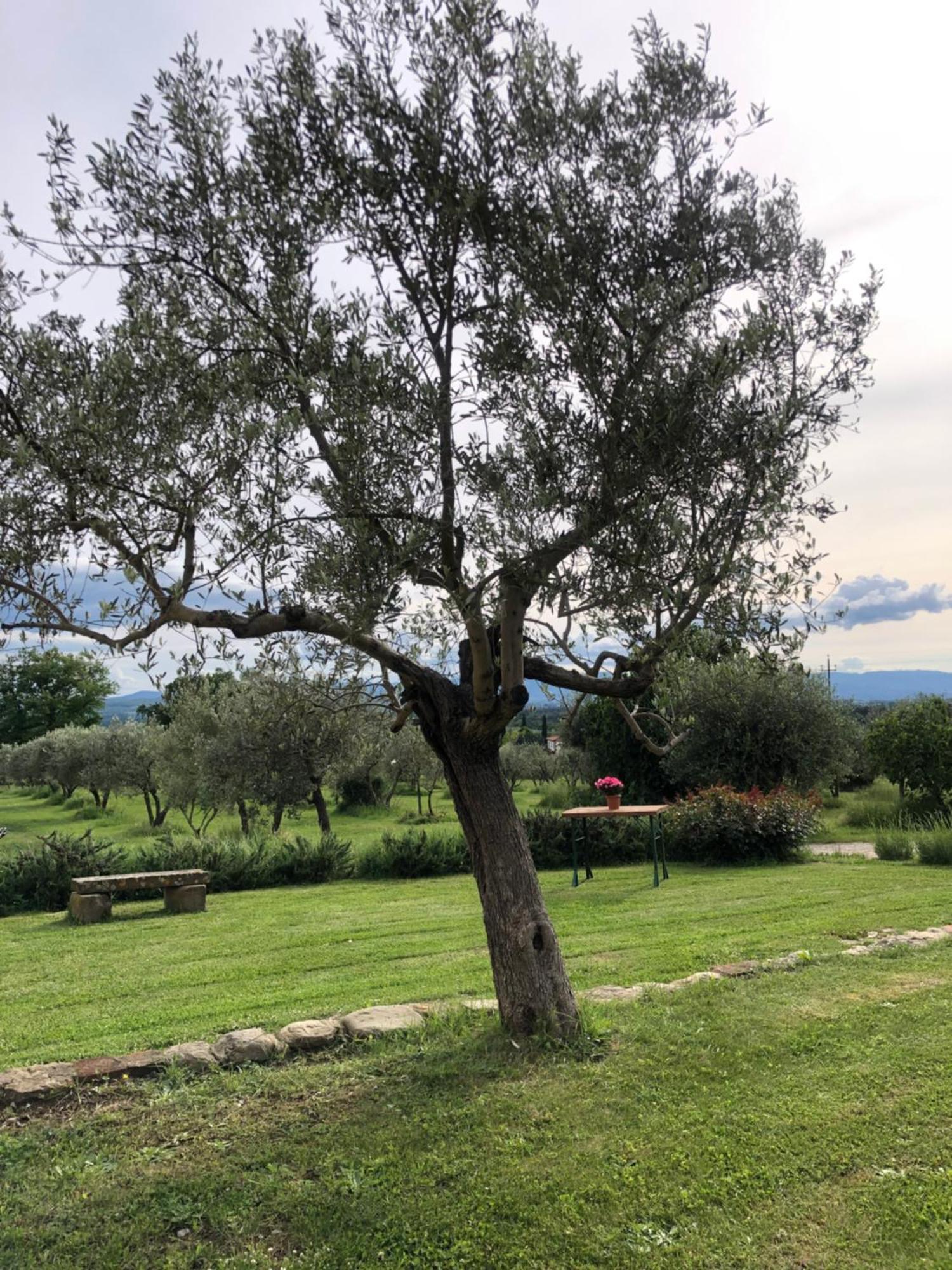 Agriturismo La Posta Reale Castiglion Fibocchi Exterior foto